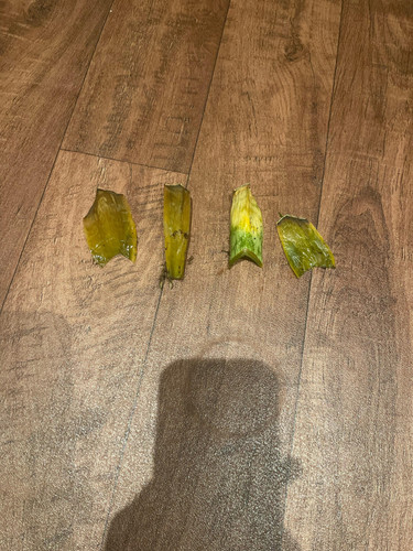37g5p0j1g00g1.jpg
