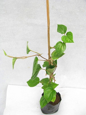 gardens betel paan ka patta live.jpg