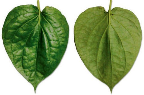 yes perennial yes betel leaf mod.jpg