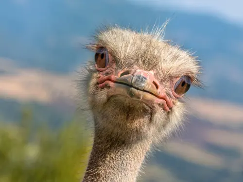 ostrich 2 scaled.webp