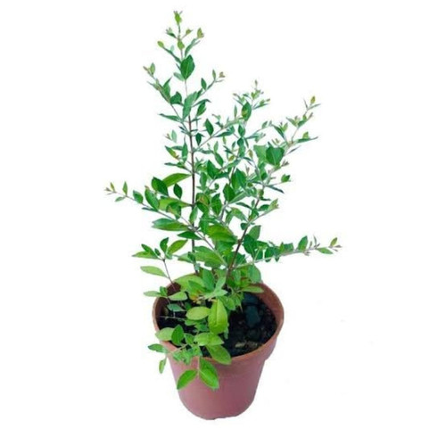 mehndi live plant.jpg
