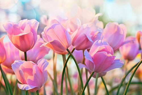 hoa tulip.1