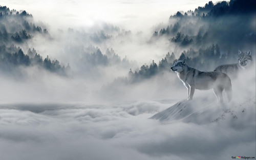 wolves in the foggy forest wallpaper 2880x1800 8.jpg