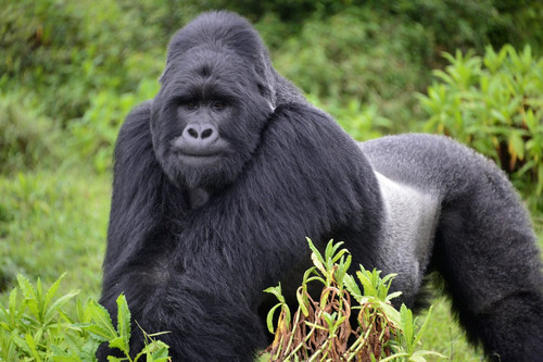 Bwindi Gorilla trekking.jpg