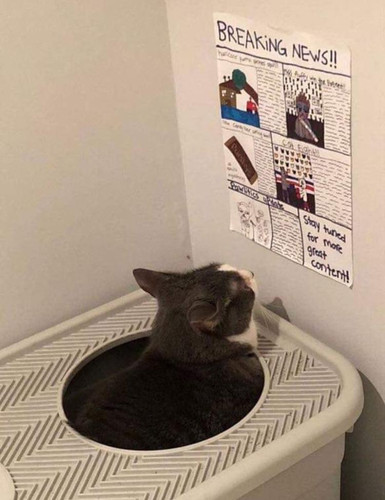 cat.jpg