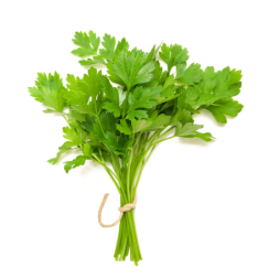 Coriander Leaves