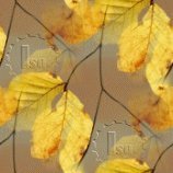 31994839 HOJASSELLO1.jpg