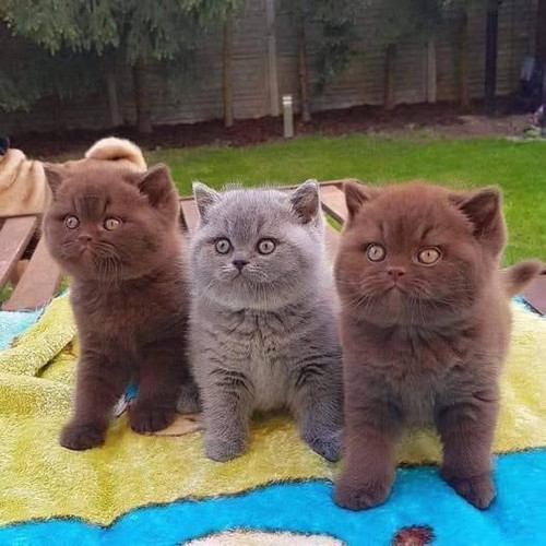 129751389 1069056000200324 5960909926812358514 n.jpg?stp=dst jpg p526x296 tt6& nc cat=100&ccb=1 7& n.jpg