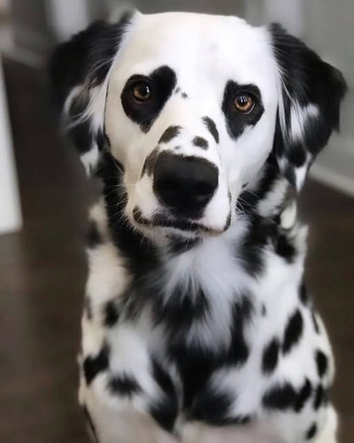 119613376 1007276386378286 30943693281430898 n.jpg?stp=dst jpg s640x640 tt6& nc cat=109&ccb=1 7& nc .jpg