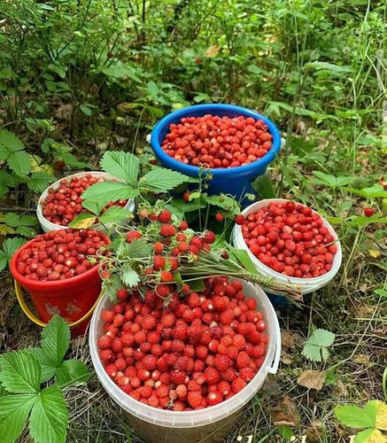 174630487 1153211705118086 554169972091562520 n.jpg?stp=dst jpg s600x600 tt6& nc cat=107&ccb=1 7& nc.jpg