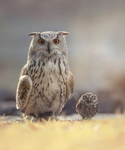 470182089 2010833546022560 5518061389648057626 n.jpg?stp=dst jpg s600x600 tt6& nc cat=107&ccb=1 7& n.jpg