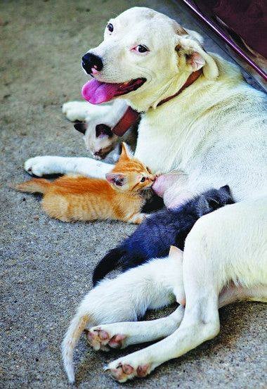 197977729 1184776101961646 8371417470456839848 n.jpg? nc cat=106&ccb=1 7& nc sid=127cfc& nc ohc=E3yN.jpg