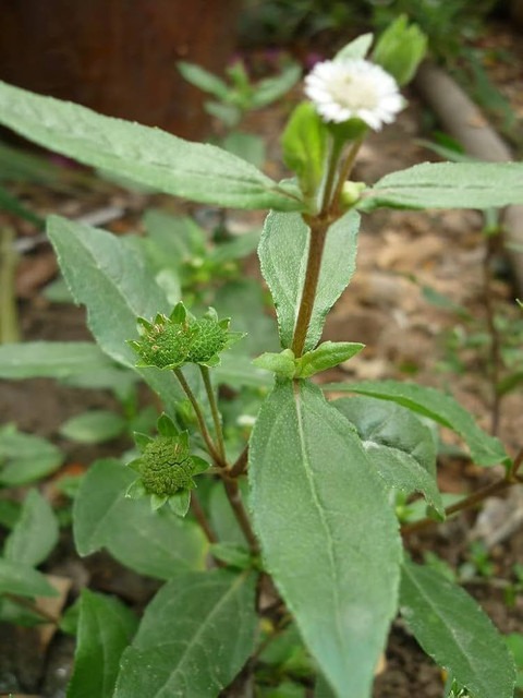 10 bhringraj seeds false daisy k.jpg