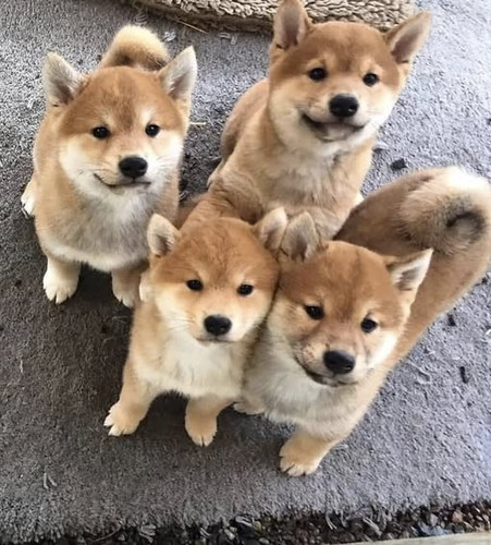 118283799 985977095174882 5938904599177956585 n.jpg?stp=dst jpg s565x565 tt6& nc cat=106&ccb=1 7& nc.jpg