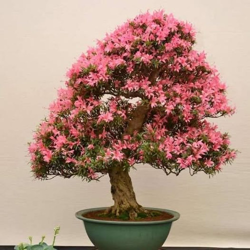 201540902 1189646078141315 6280338507054186541 n.jpg?stp=dst jpg p526x296 tt6& nc cat=102&ccb=1 7& n.jpg