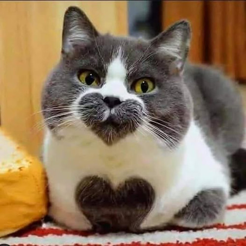 475166023 2041232716315976 6203662257813217499 n.jpg?stp=dst jpg p526x296 tt6& nc cat=101&ccb=1 7& n.jpg