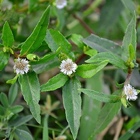 45 bringoraj seeds arshiayat ori (1).jpg