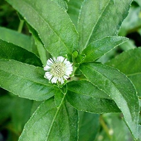 45 bringoraj seeds arshiayat ori.jpg