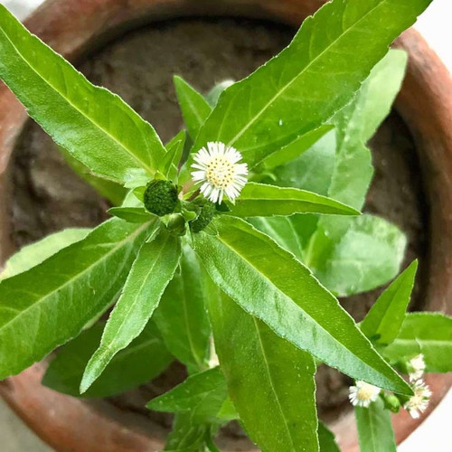 10 1bhringraj seeds arshiayat or.jpg