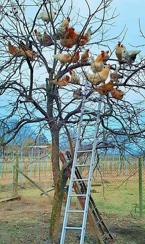 175118399 1155709118201678 1593076824282765064 n.jpg?stp=dst jpg p526x296 tt6& nc cat=101&ccb=1 7& n.jpg