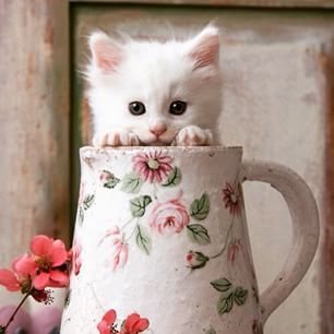 121225121 1024968907942367 6121632081847261814 n.jpg? nc cat=100&ccb=1 7& nc sid=127cfc& nc ohc=xOrY.jpg