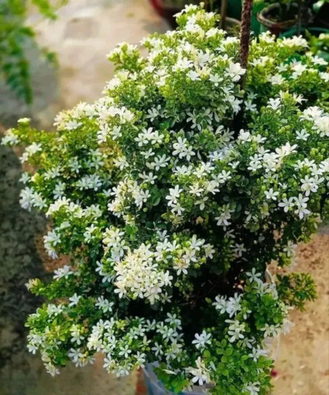 yes perennial yes indoor outdoor.jpg