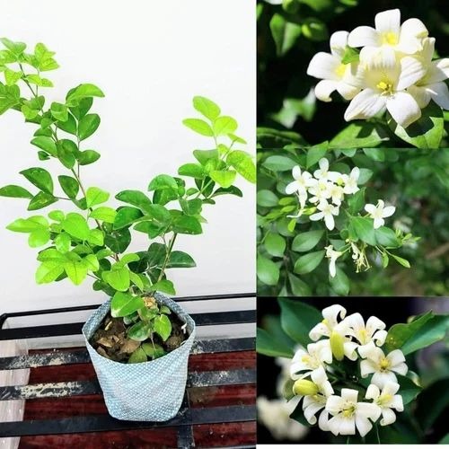 garden kamini plant 500x500.jpg
