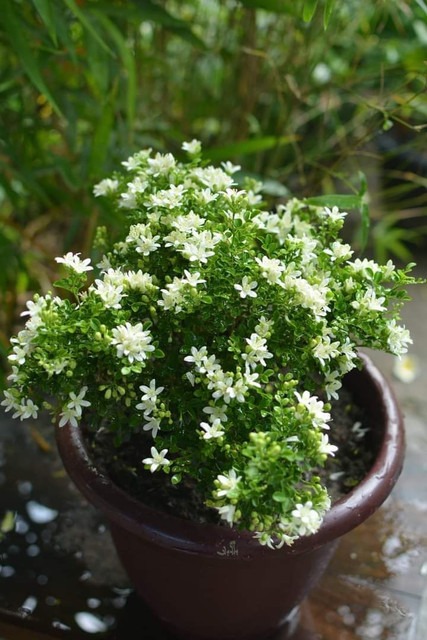 no perennial yes maa anandayamoi.jpg
