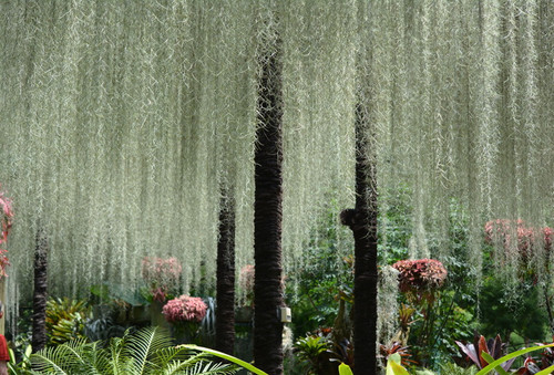 Spanish Moss Singapore.jpg