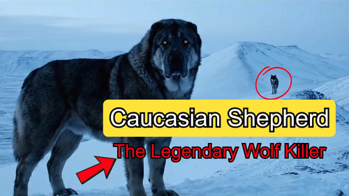 Caucasian Shepherd.jpg