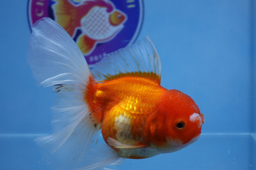High Quality Fancy Goldfish.jpg