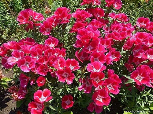 61m9tA1l7zL. AC .jpg