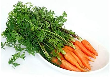 41f4dmAFGuL. AC .jpg