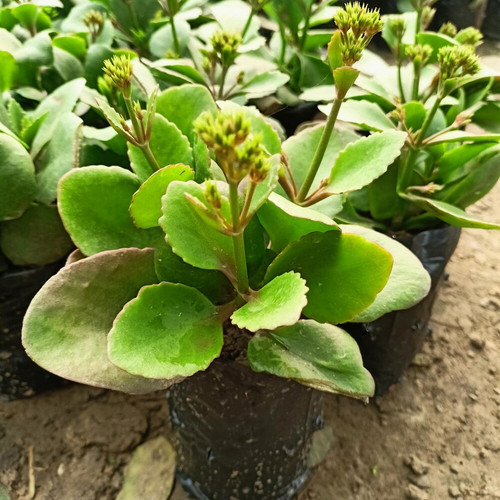 online plant bazar red hybrid kalanchoe live plant product images orvncz4iqvx p603983887 3 202308200.jpg