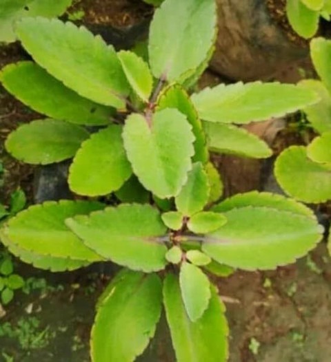 1 indian bryophyllum pinnatum pa (1).jpg