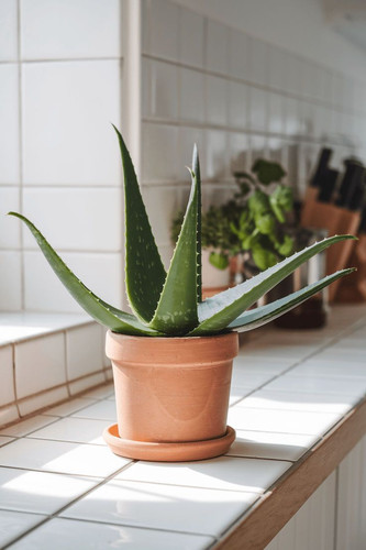 Top 10 Indoor Plants for Busy People.jpg
