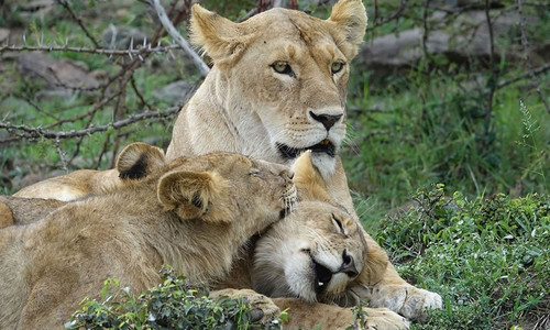 best time to visit kenya on safari.jpg