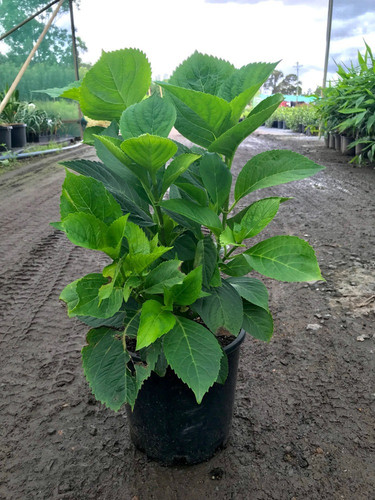 no perennial yes hydrangea flowe.jpg