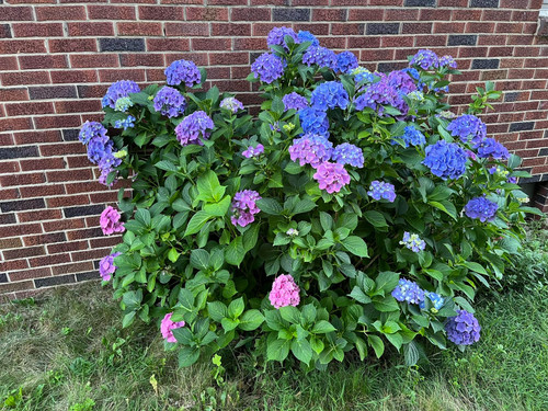 my multi colored hydrangea first.jpg