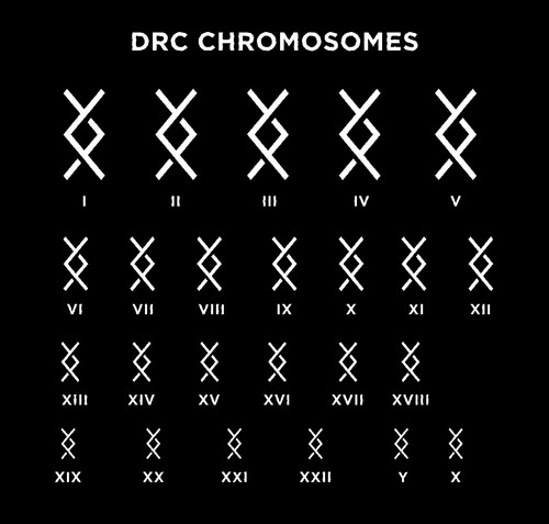 DRC Chromosomes - Dark mode.jpg