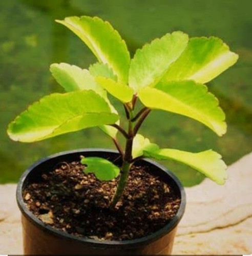 1 indian bryophyllum pinnatum pa.jpg