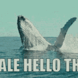 whale hellothere.gif