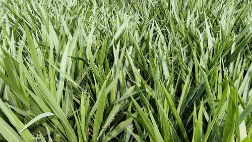 product jpeg 500x500.webp