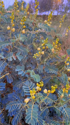 IbzYl8jtd ix4Yso.jpg