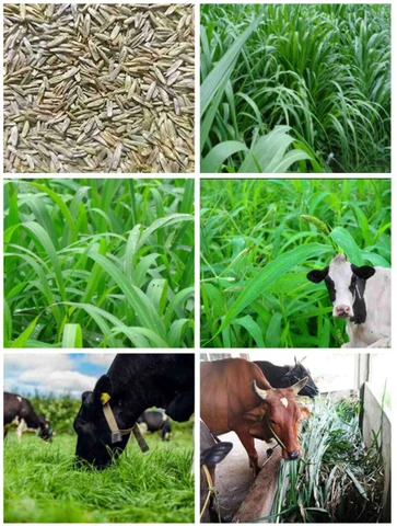 500 malai makhan grass seeds 500g adannaya original imah7f5efhhmbwde.webp