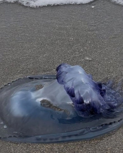 fJ4yNv T8wl9IX3AuouQ67DaBSkgkhn7YNCQwgiSEH82N86 rXJ4eWldSLuJ o99hrXkm bzXtkMAgwaRtAc4fvghWGaNrIeXK1G.jpg