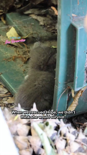 XnD4TFH 0NYj0ddo.jpg