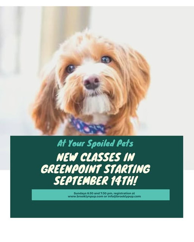 Basic Pet Manners Training in New York City.jpg