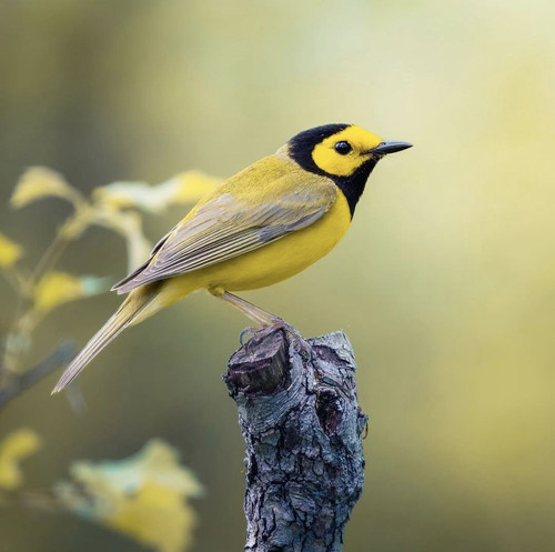 556278336 648804911638325 1796468677556027699 n.jpg