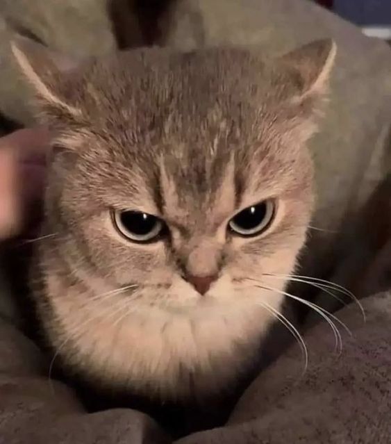 private eddie (angry cat) profile picture